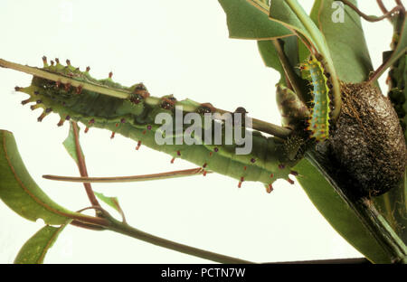 IMMAGINE DI STUDIO SU SFONDO BIANCO DI LARVE DI FALENA DELLA GOMMA IMPERATORE (OPODIPHTHERA EUCALYPTI) CONOSCIUTA ANCHE COME FALENA DELLA GOMMA DELL'EUCALIPTO. Foto Stock