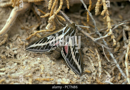 GRAPEVINE HAWK MOTH (HIPPOTION CELERIO) Foto Stock