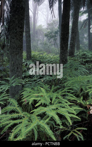 SCENA DELLA FORESTA PLUVIALE CON FELCI COLTIVATE INTORNO ALLA BASE DEGLI ALBERI, IL MONTE WILSON NELLE MONTAGNE BLU, NUOVO GALLES DEL SUD, AUSTRALIA Foto Stock