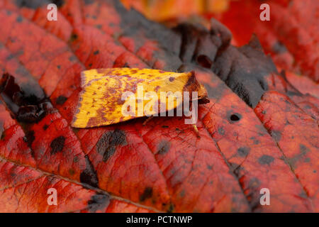 Rosa sbarrate Sallow Moth Xanthia togata singola foglia in Cornovaglia; Regno Unito Foto Stock