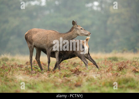 Red Deer; Cervus elaphus Unica femmina e fawn allattamento; Londra REGNO UNITO Foto Stock