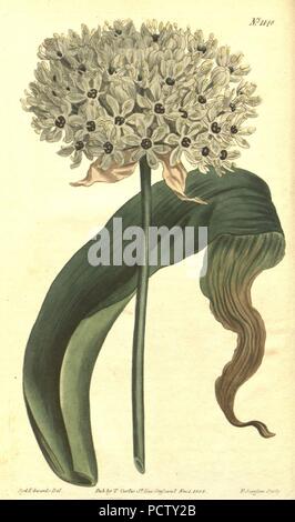 Allium nigrum (Allium magicum) Bot. Mag. 29. 1148. 1809. Foto Stock