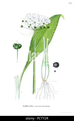 Allium ursinum - Billeder af nordens flora 2, pl. 387 pulita. Foto Stock