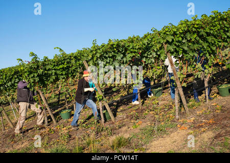 Vintage di Scheurebe, vigneto Reinhold Sauer in Escherndorf, comune di Volkach, principale Franconia, bassa Franconia, Franconia, Baviera, Germania Foto Stock