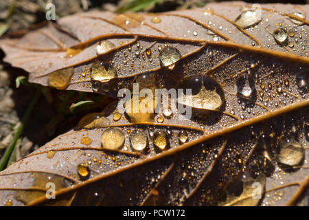 Gocce di rugiada su foglie autunnali di acero, Norvegia maple (Acer platanoides), Dietramszell, Alta Baviera, Baviera, Germania Foto Stock