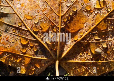 Gocce di rugiada su foglie autunnali di acero, Norvegia maple (Acer platanoides), Dietramszell, Alta Baviera, Baviera, Germania Foto Stock