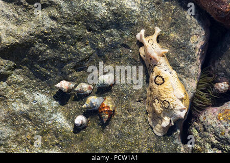 Mare maculato lepre (Aplysia dactylomela) e paguri, La Gomera, isole Canarie, Canarie, Spagna Foto Stock