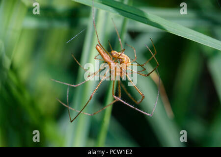 Tratto di argento spider (Tetragnatha montana), accoppiamento, Baviera, Germania Foto Stock