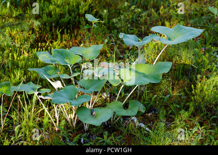 Foglie di coltsfoot (Tussilago farfara), riserva Isarauen, Baviera, Germania Foto Stock