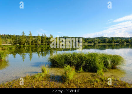 Serbatoio Ickingen, riserva naturale di Isarauen, Alta Baviera, Baviera, Germania Foto Stock