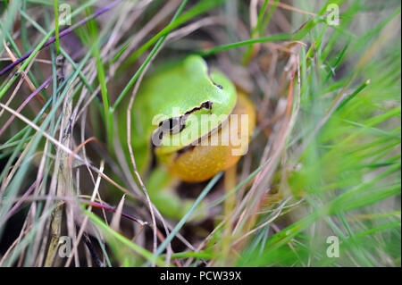 Chiamando raganella maschio Hyla arborea in una giornata di sole in luogo di riposo in riva regione dell'acqua riproduttiva Foto Stock