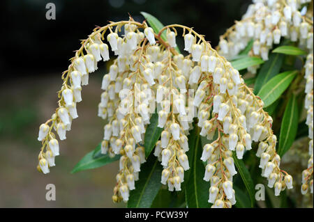 Ricca fioritura lavanda heath Sarcococca japonica della varietà " Flaming Silver" nel giardino di primavera Foto Stock