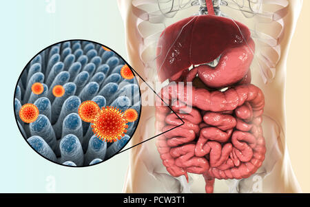 I rotavirus di infettare l'intestino, illustrazione del computer. La particella di virus consiste di un RNA (acido ribonucleico) nucleo circondato da una tripla capside stratificata. I rotavirus sono probabilmente i più comuni virus di infettare gli esseri umani e gli animali. Essi sono associati con la gastroenterite e diarrea - tipicamente di infettare gli intestini di bambini di età da 6 mesi a 3 anni. Il virus si diffondono nelle feci. Foto Stock