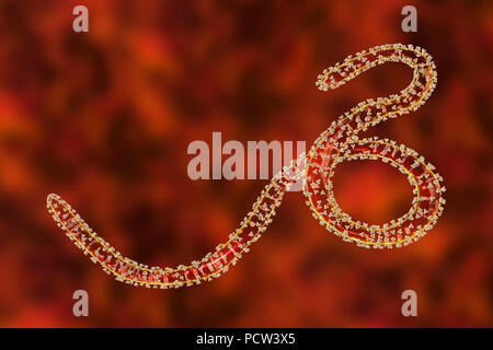 Virus Ebola particelle, illustrazione del computer. Il virus Ebola (EBOV) è la causa del virus ebola della malattia negli esseri umani e primati non umani. Si tratta di un grave e spesso fatale malattia con sintomi quali febbre, stanchezza, dolori muscolari, vomito, diarrea e emorragie (emorragia interna). Non vi è alcuna cura per questa malattia, ma i tre quarti dei pazienti può recuperare se dotato di sufficiente assistenza medica. Qui si vede sulla superficie del virus, trimerico sono glicoproteine di transmembrana (grumi) che facilitano il virus dell' entrata in una cellula ospite. Foto Stock
