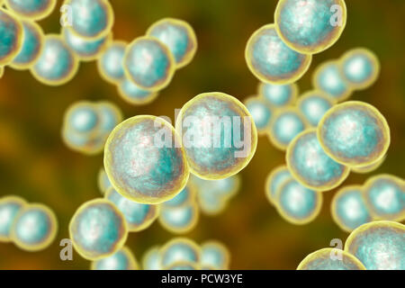 Moraxella (Branhamella catarrhalis) batteri, illustrazione del computer. Questi sono aerobiche, Gram-negativi cocchi (sferica) di batteri che si trovano comunemente nelle membrane mucose dell'apparato respiratorio dei mammiferi, compresi gli esseri umani. In individui immunocompromessi o opportunistico, essi possono causare infezioni del tratto respiratorio. Questi includono la sinusite, una infiammazione delle membrane sinusale. Questo può anche portare a otite media, una infezione dell'orecchio medio. Il trattamento con antibiotici. Foto Stock