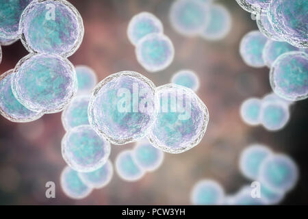 Moraxella (Branhamella catarrhalis) batteri, illustrazione del computer. Questi sono aerobiche, Gram-negativi cocchi (sferica) di batteri che si trovano comunemente nelle membrane mucose dell'apparato respiratorio dei mammiferi, compresi gli esseri umani. In individui immunocompromessi o opportunistico, essi possono causare infezioni del tratto respiratorio. Questi includono la sinusite, una infiammazione delle membrane sinusale. Questo può anche portare a otite media, una infezione dell'orecchio medio. Il trattamento con antibiotici. Foto Stock