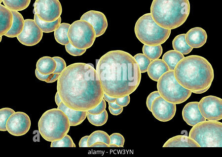 Moraxella (Branhamella catarrhalis) batteri, illustrazione del computer. Questi sono aerobiche, Gram-negativi cocchi (sferica) di batteri che si trovano comunemente nelle membrane mucose dell'apparato respiratorio dei mammiferi, compresi gli esseri umani. In individui immunocompromessi o opportunistico, essi possono causare infezioni del tratto respiratorio. Questi includono la sinusite, una infiammazione delle membrane sinusale. Questo può anche portare a otite media, una infezione dell'orecchio medio. Il trattamento con antibiotici. Foto Stock