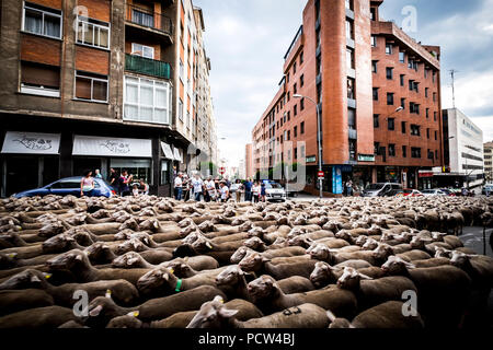 Grande gregge di pecore transiti attraverso le strade della città di Soria durante la transumanza percorsi che avviene nella tarda primavera in Spagna Foto Stock