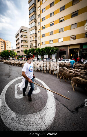 Grande gregge di pecore transiti attraverso le strade della città di Soria durante la transumanza percorsi che avviene nella tarda primavera in Spagna Foto Stock