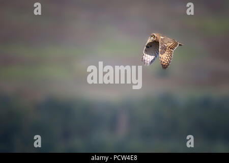 Long eared owl in volo in Scozia Foto Stock