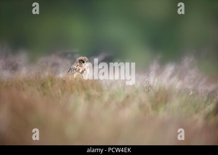 Giovani long eared owl in erba Foto Stock