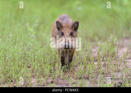 Il cinghiale Sus scrofa, Hesse, Germania, Europa Foto Stock