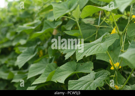 Piante di cetriolo in campo Foto Stock