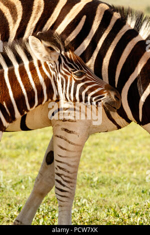 Zebra bambino in piedi saldamente contro la sua mamma nel campo Foto Stock