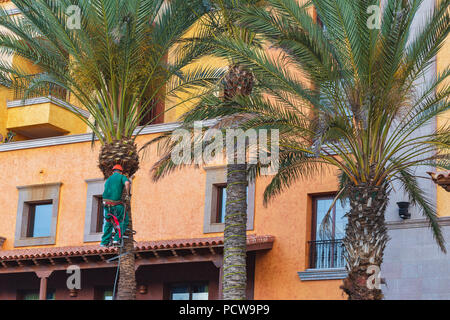 Lavoratore che la potatura di alberi di palma. Tree chirurgo in rivestimenti del cavo Palm tree. Foto Stock