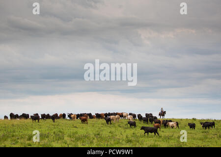 Vista panoramica di cowboy radunare il bestiame in un ranch, Flint Hills, Kansas, STATI UNITI D'AMERICA Foto Stock