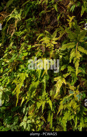 Felci e muschi su un tronco di albero, il Conservatorio e giardino botanico di Ginevra, Ginevra, il Cantone di Ginevra, Svizzera Foto Stock