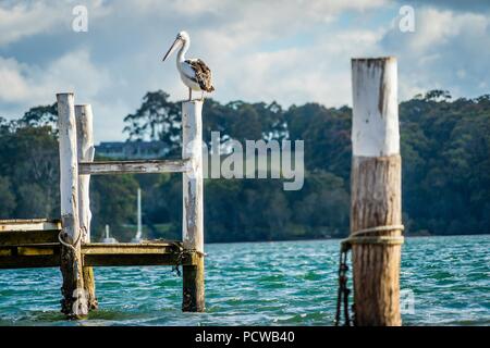 Australian pelican Pelecanus conspicillatus su un post al tramonto a Narooma, Nuovo Galles del Sud Foto Stock