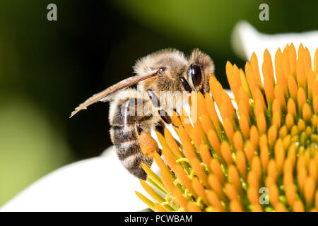 Western miele delle api (Apis mellifera) su echinacea Foto Stock