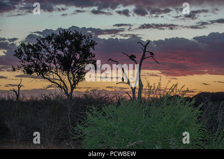 Faraona con tramonto africano in background, Madikwe, durante metà estate Foto Stock