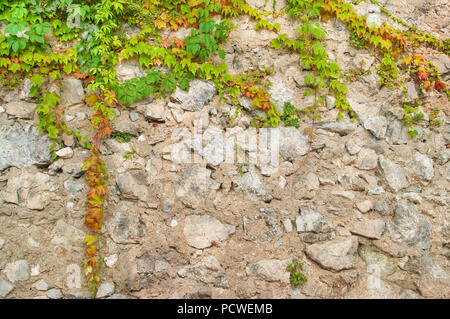Verde piante del superriduttore con alcune foglie rosse che copre il vecchio muro di pietra in inizio di caduta Foto Stock