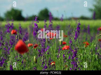 Fiore di papavero in focus, circondato da piante di campo con rosso e fiori viola in piena fioritura Foto Stock