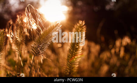 Luce del sole che risplende attraverso le canne Foto Stock