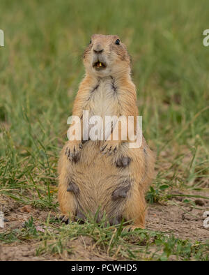 Avviso marmotta femmina con un pezzo di erba in bocca Foto Stock