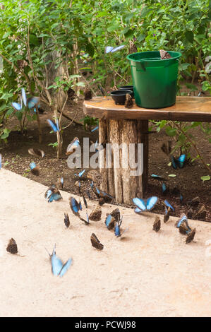 Blue morpho farfalle flutter ardentemente attorno al pranzo la benna di frutta Foto Stock