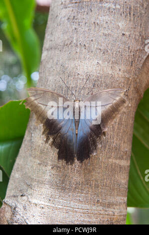 Anziani morpho blu farfalla che sta perdendo il suo colore si appoggia su un tronco di albero Foto Stock