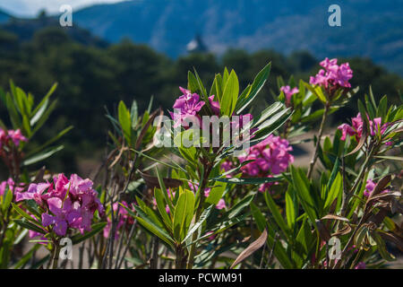 Più impianti di diversa configurazione e carta da parati Foto Stock