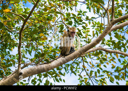 Monkey sulla struttura ad albero al tempio d'Oro di Dambulla , Sri Lanka. Foto Stock