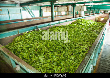 NUWARA ELYA, SRI LANKA-DEC 29,2016. The indoor in fabbrica in Nuwara Eliya sul dicembre 29, 2016 Lo Sri Lanka. Foto Stock