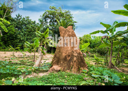 Suolo gigante termitary termiti nido nella giungla di Sri Lanka. Foto Stock