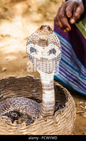 Cobra nel paniere di serpente incantatore in Ella , Sri Lanka Foto Stock