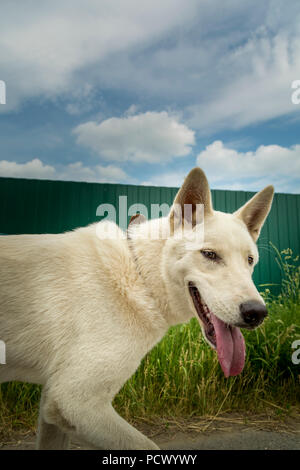 Ritratto di un cane bianco Laika su una passeggiata Foto Stock
