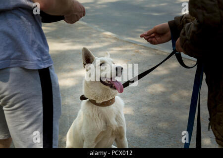 Due ragazzi alimentano un cane bianco con un husky dalle loro mani Foto Stock