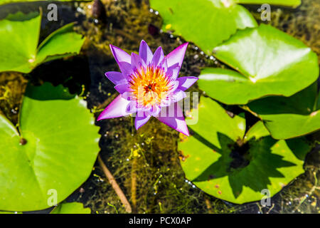 Pink lotus flower bud in un stagno. Scena di pace in una campagna. Lo Sri Lanka. Foto Stock