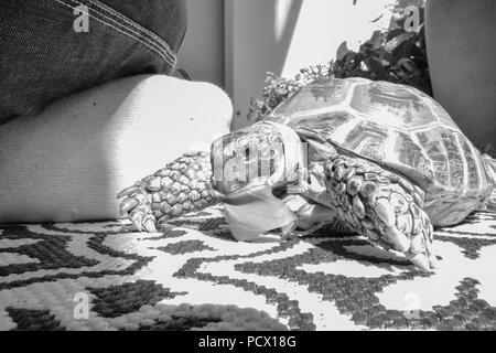 pet Turtle Closeup bianco e nero a piedi sul balcone Foto Stock