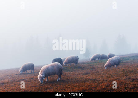 Allevamento di pecore in autunno le montagne Foto Stock